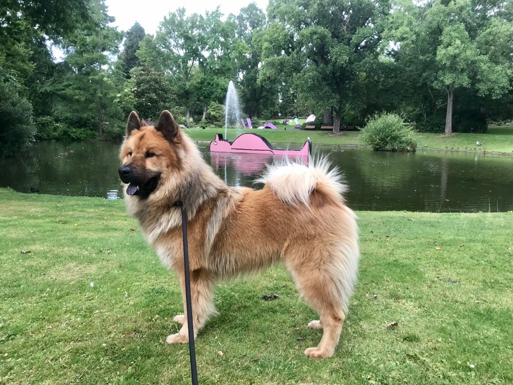 Ripley Des Gardiens D'Amarok