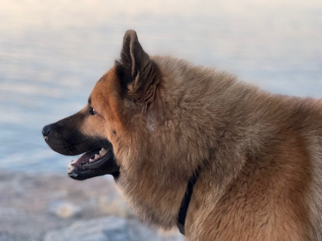 Rox Des Gardiens D'Amarok