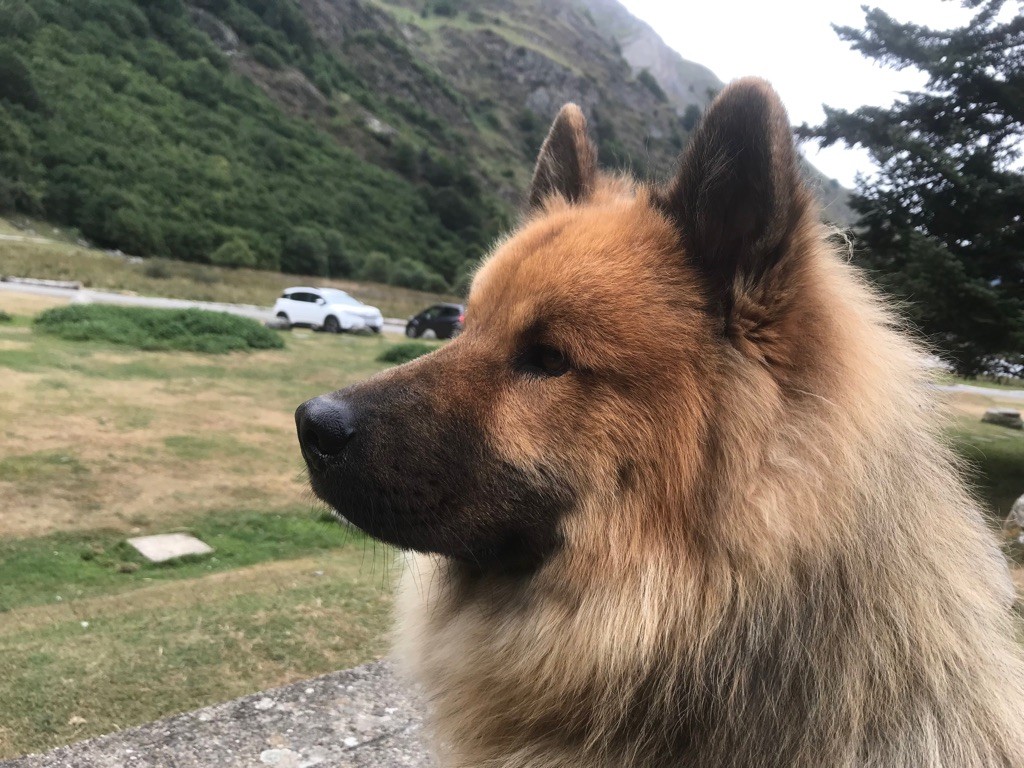 Ripley Des Gardiens D'Amarok