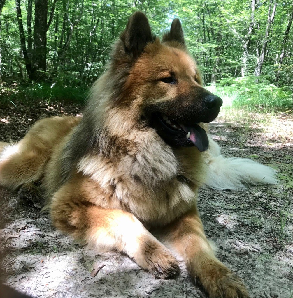 Ripley Des Gardiens D'Amarok