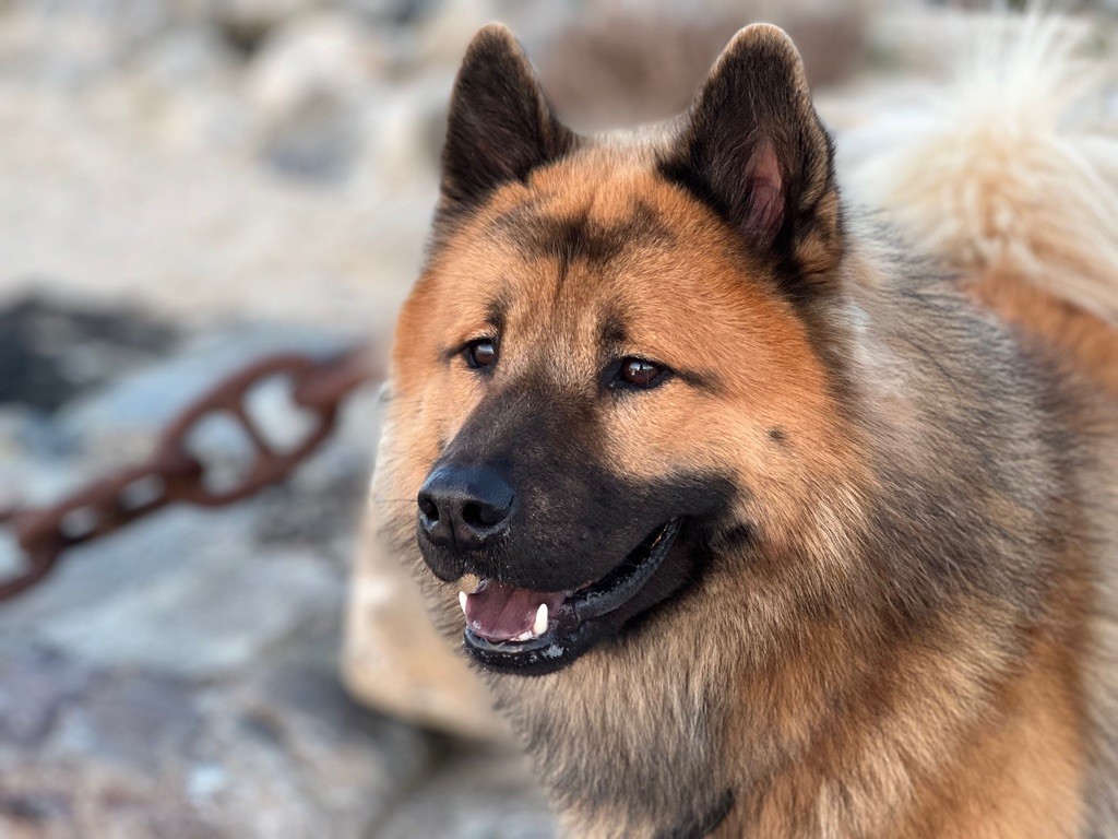 Rox Des Gardiens D'Amarok