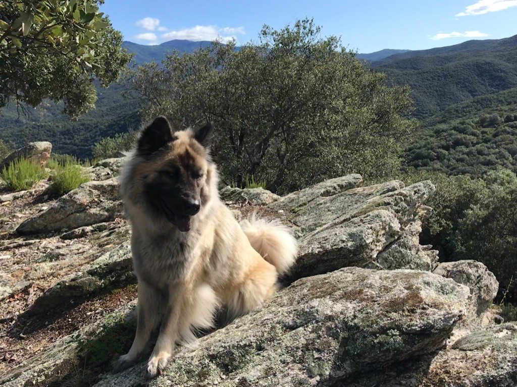 Nala Des Gardiens D'Amarok