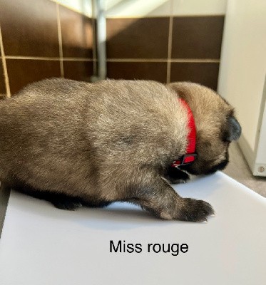 Miss rouge