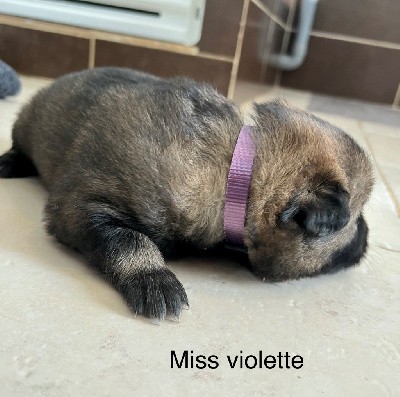 Miss violette