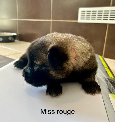 Miss rouge