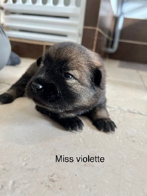 Miss violette