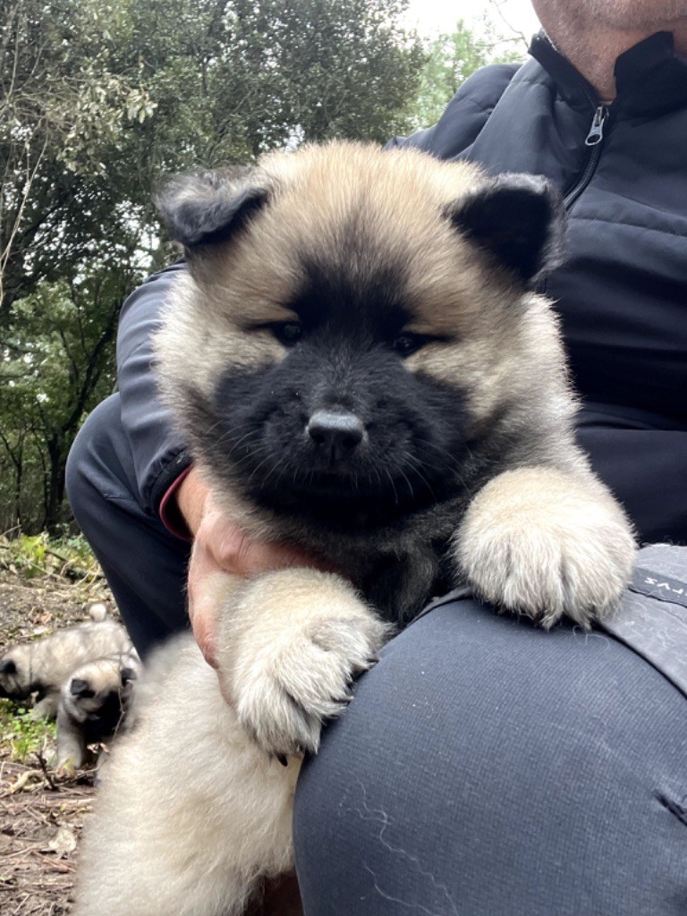 Des Gardiens D'Amarok - Chiot disponible  - Eurasier