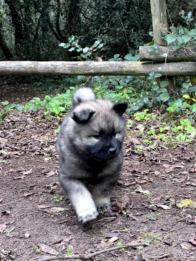 Des Gardiens D'Amarok - Chiot disponible  - Eurasier