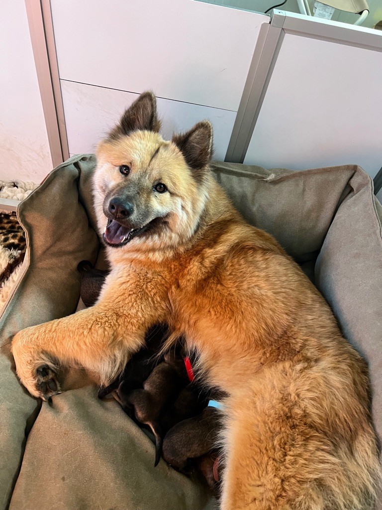 chiot Eurasier Des Gardiens D'Amarok