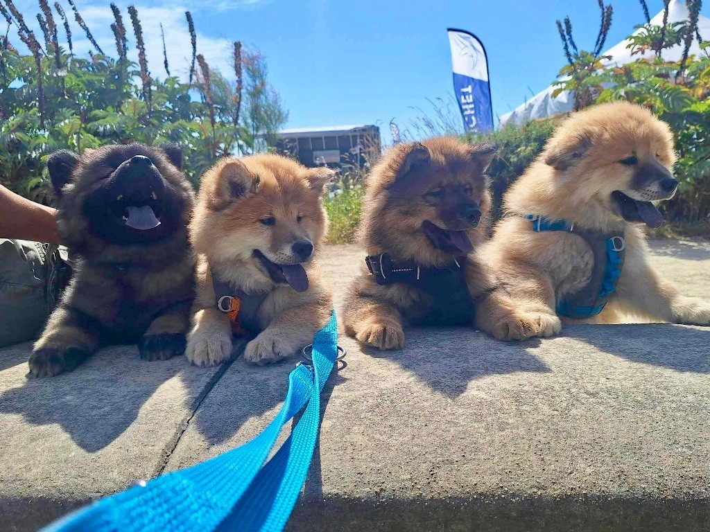 chiot Eurasier Des Gardiens D'Amarok