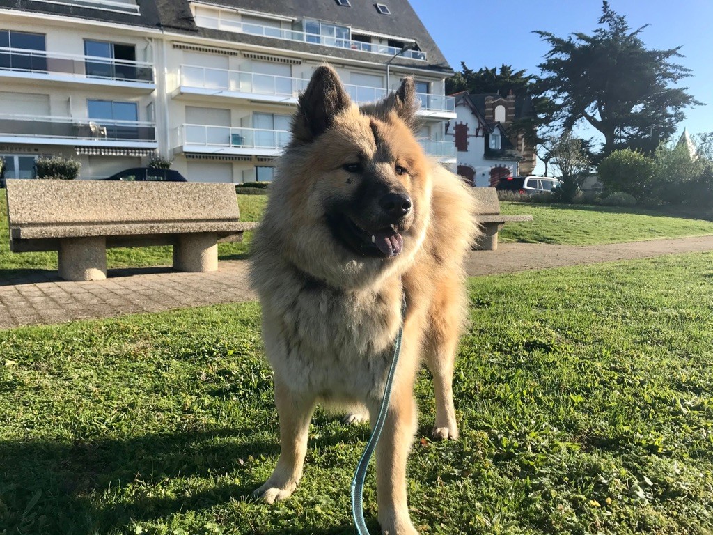 Reyka Des Gardiens D'Amarok