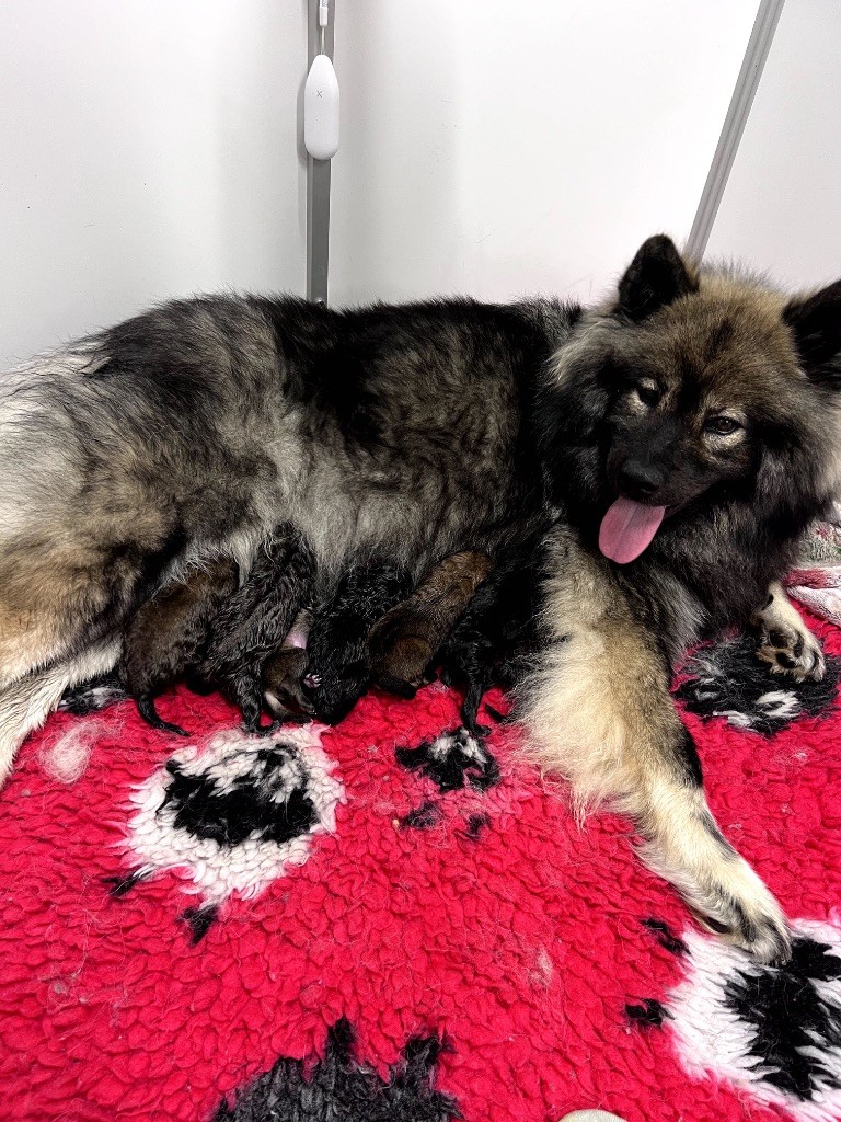 Des Gardiens D'Amarok - Chiots disponibles - Eurasier