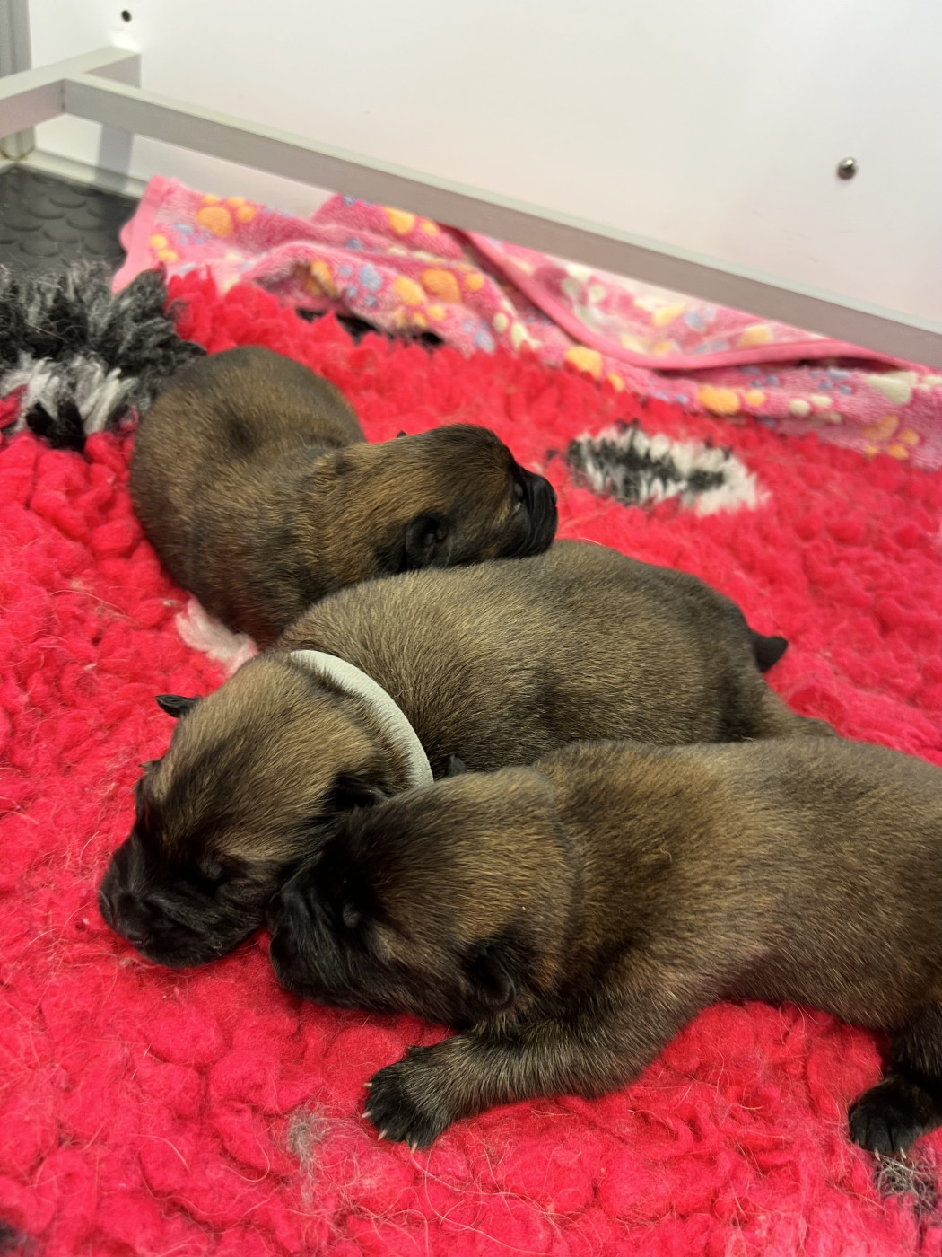 Des Gardiens D'Amarok - Chiots disponibles - Eurasier