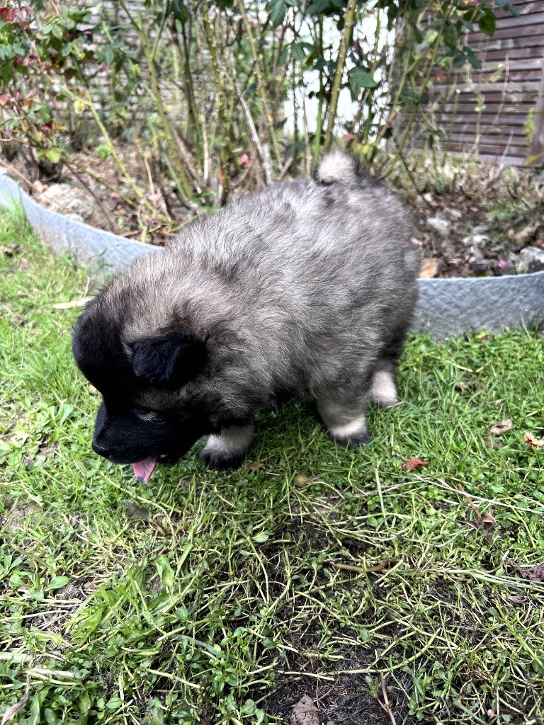 Des Gardiens D'Amarok - Chiots disponibles - Eurasier
