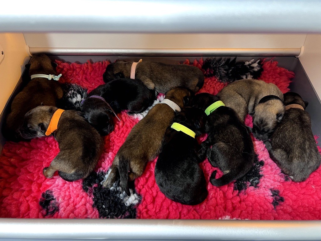Des Gardiens D'Amarok - Chiots disponibles - Eurasier